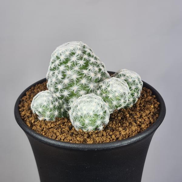 画像は一例です。植物ですので個体差があります。見計らいでのお届けとなります。苗の指定は出来ませんのでご了承下さい。植物名は弊園へ導入時のものです。状態は変化することがあります。生育に問題のない状態の変化（身割れ、葉の変色・落葉、花の老け・落...