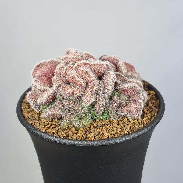 画像は一例です。植物ですので個体差があります。見計らいでのお届けとなります。苗の指定は出来ませんのでご了承下さい。植物名は弊園へ導入時のものです。状態は変化することがあります。生育に問題のない状態の変化（身割れ、葉の変色・落葉、花の老け・落...