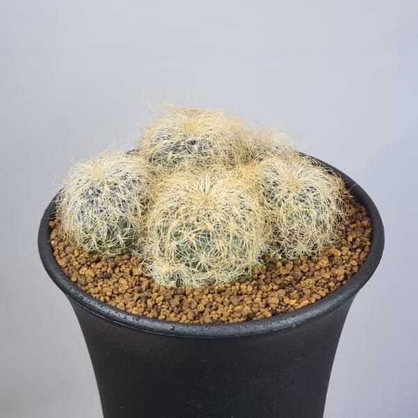 画像は一例です。植物ですので個体差があります。見計らいでのお届けとなります。苗の指定は出来ませんのでご了承下さい。植物名は弊園へ導入時のものです。状態は変化することがあります。生育に問題のない状態の変化（身割れ、葉の変色・落葉、花の老け・落...