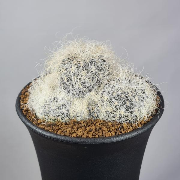 画像は一例です。植物ですので個体差があります。見計らいでのお届けとなります。苗の指定は出来ませんのでご了承下さい。植物名は弊園へ導入時のものです。状態は変化することがあります。生育に問題のない状態の変化（身割れ、葉の変色・落葉、花の老け・落...