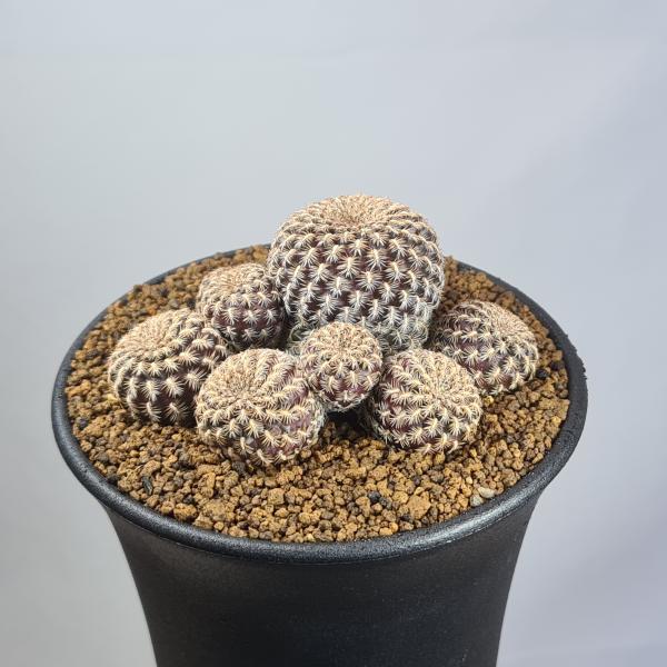 画像は一例です。植物ですので個体差があります。見計らいでのお届けとなります。苗の指定は出来ませんのでご了承下さい。植物名は弊園へ導入時のものです。状態は変化することがあります。生育に問題のない状態の変化（身割れ、葉の変色・落葉、花の老け・落...