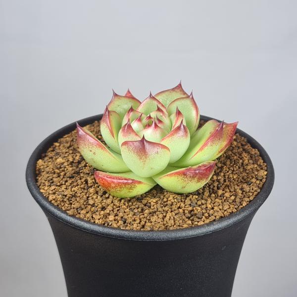 画像は一例です。植物ですので個体差があります。見計らいでのお届けとなります。苗の指定は出来ませんのでご了承下さい。植物名は弊園へ導入時のものです。状態は変化することがあります。生育に問題のない状態の変化（身割れ、葉の変色・落葉、花の老け・落...