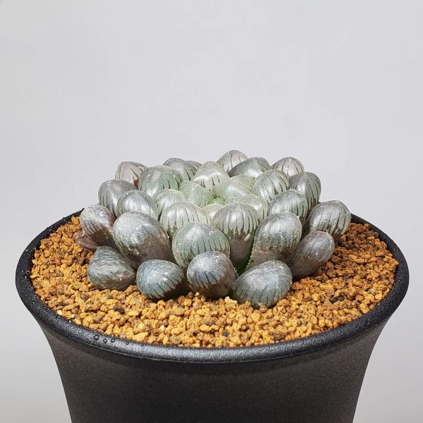 ハオルチア　オマケ cactusosada_h03