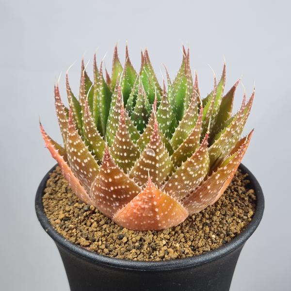 画像は一例です。植物ですので個体差があります。撮影時より季節によって葉色に変化がございます。見計らいでのお届けとなります。苗の指定は出来ませんのでご了承下さい。植物名は弊園へ導入時のものです。状態は変化することがあります。生育に問題のない状...