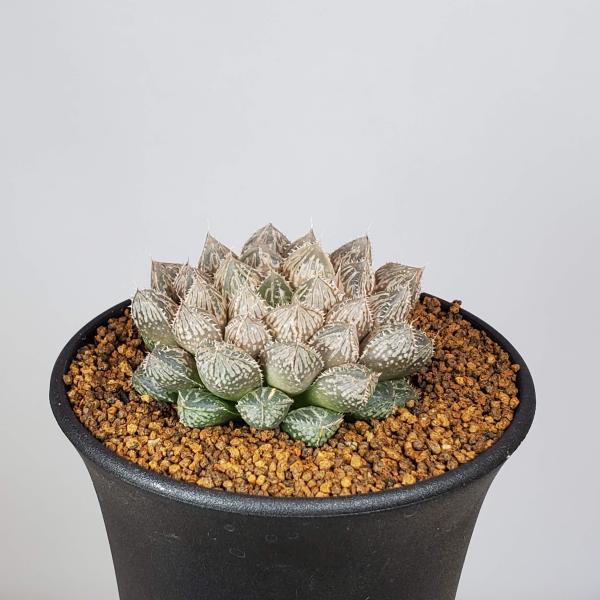 画像は一例です。植物ですので個体差があります。見計らいでのお届けとなります。苗の指定は出来ませんのでご了承下さい。植物名は弊園へ導入時のものです。状態は変化することがあります。生育に問題のない状態の変化（身割れ、葉の変色・落葉、花の老け・落...