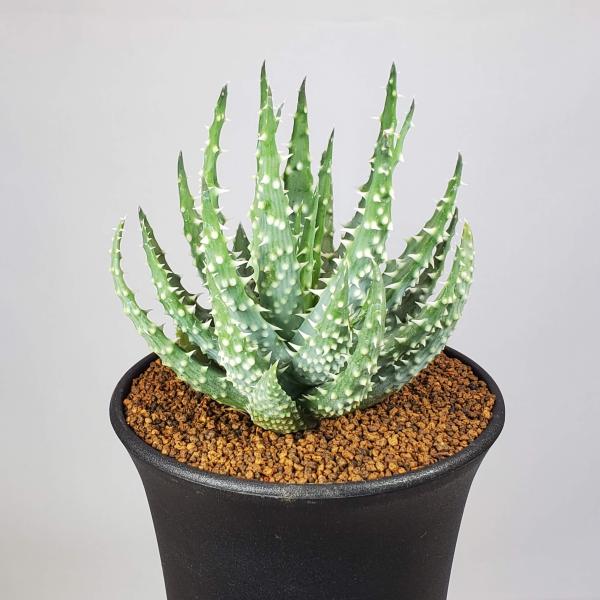 突然変異 アロエ フミリス 斑入り 実生苗 ビザールプランツ cactusosada_h15