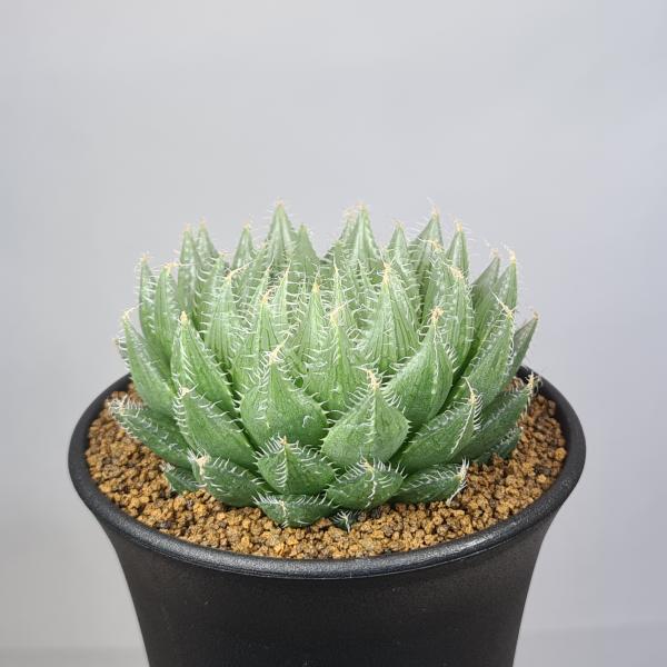 画像は一例です。植物ですので個体差があります。見計らいでのお届けとなります。苗の指定は出来ませんのでご了承下さい。植物名は弊園へ導入時のものです。状態は変化することがあります。生育に問題のない状態の変化（身割れ、葉の変色・落葉、花の老け・落...