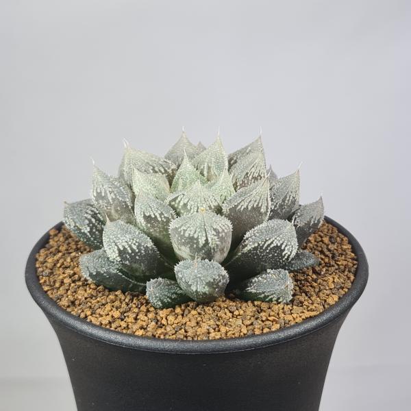 画像は一例です。植物ですので個体差があります。見計らいでのお届けとなります。苗の指定は出来ませんのでご了承下さい。植物名は弊園へ導入時のものです。状態は変化することがあります。生育に問題のない状態の変化（身割れ、葉の変色・落葉、花の老け・落...