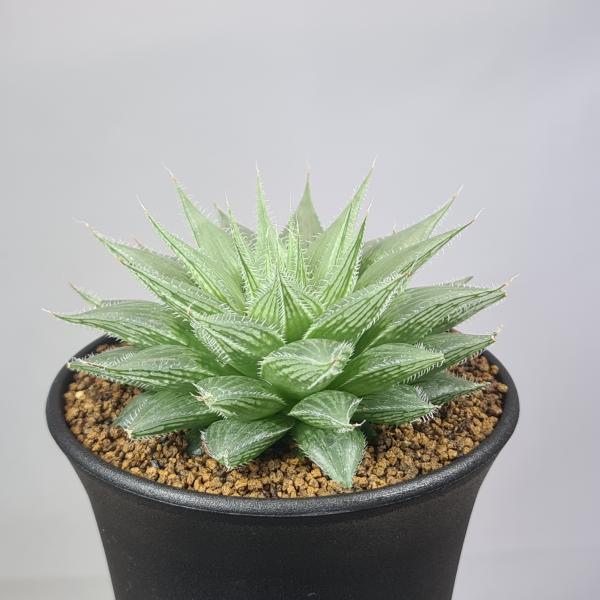 画像は一例です。植物ですので個体差があります。見計らいでのお届けとなります。苗の指定は出来ませんのでご了承下さい。植物名は弊園へ導入時のものです。状態は変化することがあります。生育に問題のない状態の変化（身割れ、葉の変色・落葉、花の老け・落...