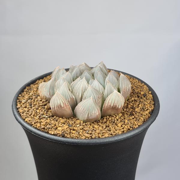 画像は一例です。植物ですので個体差があります。見計らいでのお届けとなります。苗の指定は出来ませんのでご了承下さい。植物名は弊園へ導入時のものです。状態は変化することがあります。生育に問題のない状態の変化（身割れ、葉の変色・落葉、花の老け・落...