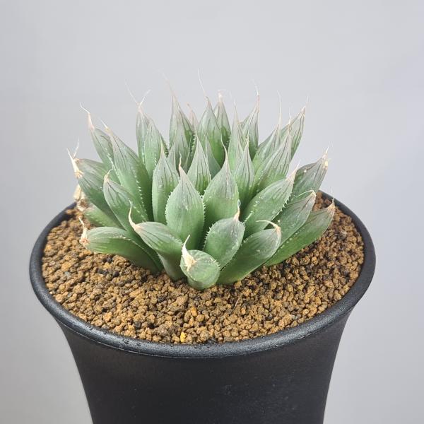 画像は一例です。植物ですので個体差があります。見計らいでのお届けとなります。苗の指定は出来ませんのでご了承下さい。植物名は弊園へ導入時のものです。状態は変化することがあります。生育に問題のない状態の変化（身割れ、葉の変色・落葉、花の老け・落...