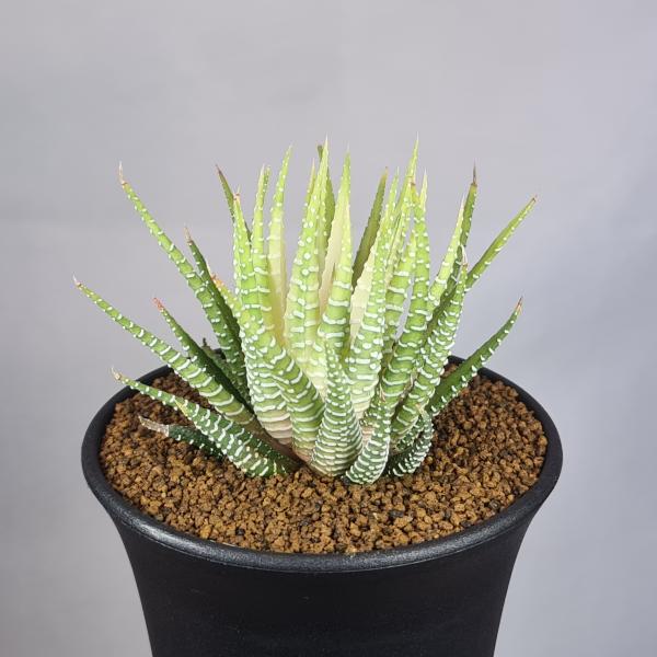 画像は一例です。植物ですので個体差があります。見計らいでのお届けとなります。苗の指定は出来ませんのでご了承下さい。植物名は弊園へ導入時のものです。状態は変化することがあります。生育に問題のない状態の変化（身割れ、葉の変色・落葉、花の老け・落...