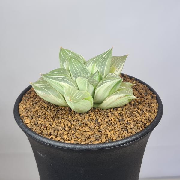 画像は一例です。植物ですので個体差があります。見計らいでのお届けとなります。苗の指定は出来ませんのでご了承下さい。植物名は弊園へ導入時のものです。状態は変化することがあります。生育に問題のない状態の変化（身割れ、葉の変色・落葉、花の老け・落...