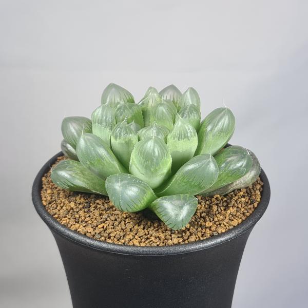 画像は一例です。植物ですので個体差があります。見計らいでのお届けとなります。苗の指定は出来ませんのでご了承下さい。植物名は弊園へ導入時のものです。状態は変化することがあります。生育に問題のない状態の変化（身割れ、葉の変色・落葉、花の老け・落...