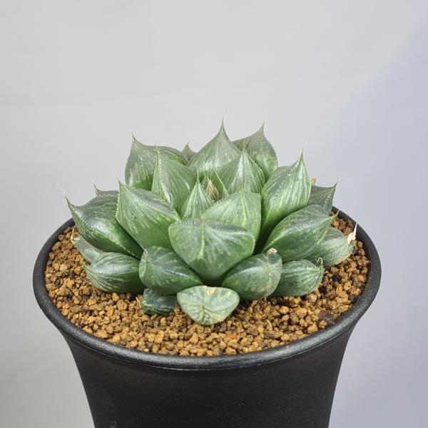 画像は一例です。植物ですので個体差があります。見計らいでのお届けとなります。苗の指定は出来ませんのでご了承下さい。植物名は弊園へ導入時のものです。状態は変化することがあります。生育に問題のない状態の変化（身割れ、葉の変色・落葉、花の老け・落...