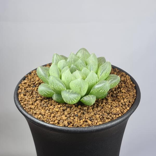 画像は一例です。植物ですので個体差があります。見計らいでのお届けとなります。苗の指定は出来ませんのでご了承下さい。植物名は弊園へ導入時のものです。状態は変化することがあります。生育に問題のない状態の変化（身割れ、葉の変色・落葉、花の老け・落...