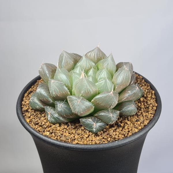 画像は一例です。植物ですので個体差があります。見計らいでのお届けとなります。苗の指定は出来ませんのでご了承下さい。植物名は弊園へ導入時のものです。状態は変化することがあります。生育に問題のない状態の変化（身割れ、葉の変色・落葉、花の老け・落...