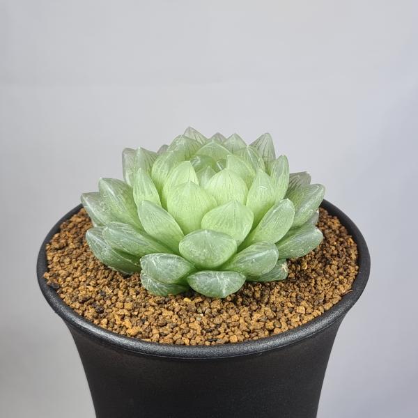 画像は一例です。植物ですので個体差があります。見計らいでのお届けとなります。苗の指定は出来ませんのでご了承下さい。植物名は弊園へ導入時のものです。状態は変化することがあります。生育に問題のない状態の変化（身割れ、葉の変色・落葉、花の老け・落...