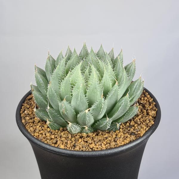 画像は一例です。植物ですので個体差があります。見計らいでのお届けとなります。苗の指定は出来ませんのでご了承下さい。植物名は弊園へ導入時のものです。状態は変化することがあります。生育に問題のない状態の変化（身割れ、葉の変色・落葉、花の老け・落...