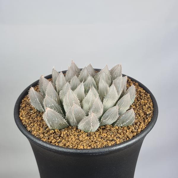 オテロイ実生＆ヘクチア レピドフィラ　ハビタットスタイル　子株付き極美株！鉢付き cactusosada_h45