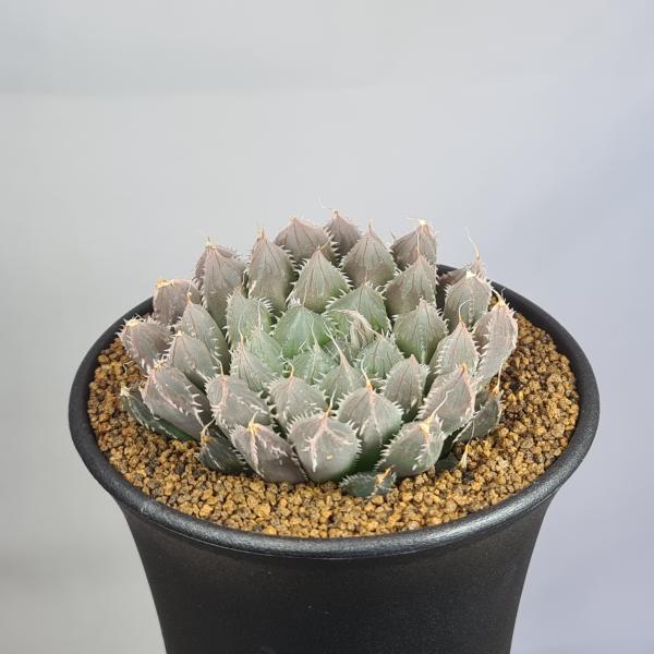 画像は一例です。植物ですので個体差があります。見計らいでのお届けとなります。苗の指定は出来ませんのでご了承下さい。植物名は弊園へ導入時のものです。状態は変化することがあります。生育に問題のない状態の変化（身割れ、葉の変色・落葉、花の老け・落...