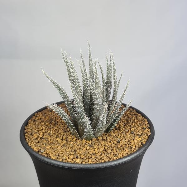 画像は一例です。植物ですので個体差があります。見計らいでのお届けとなります。苗の指定は出来ませんのでご了承下さい。植物名は弊園へ導入時のものです。状態は変化することがあります。生育に問題のない状態の変化（身割れ、葉の変色・落葉、花の老け・落...