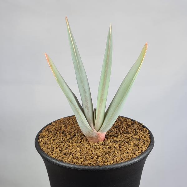 画像は一例です。植物ですので個体差があります。見計らいでのお届けとなります。苗の指定は出来ませんのでご了承下さい。植物名は弊園へ導入時のものです。状態は変化することがあります。生育に問題のない状態の変化（身割れ、葉の変色・落葉、花の老け・落...