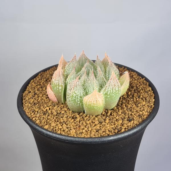 画像は一例です。植物ですので個体差があります。見計らいでのお届けとなります。苗の指定は出来ませんのでご了承下さい。植物名は弊園へ導入時のものです。状態は変化することがあります。生育に問題のない状態の変化（身割れ、葉の変色・落葉、花の老け・落...