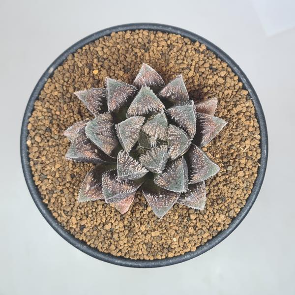 画像は一例です。植物ですので個体差があります。見計らいでのお届けとなります。苗の指定は出来ませんのでご了承下さい。植物名は弊園へ導入時のものです。状態は変化することがあります。生育に問題のない状態の変化（身割れ、葉の変色・落葉、花の老け・落...