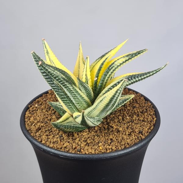 画像は一例です。植物ですので個体差があります。見計らいでのお届けとなります。苗の指定は出来ませんのでご了承下さい。植物名は弊園へ導入時のものです。状態は変化することがあります。生育に問題のない状態の変化（身割れ、葉の変色・落葉、花の老け・落...