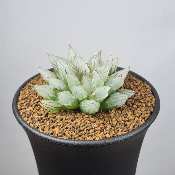 画像は一例です。植物ですので個体差があります。見計らいでのお届けとなります。苗の指定は出来ませんのでご了承下さい。植物名は弊園へ導入時のものです。状態は変化することがあります。生育に問題のない状態の変化（身割れ、葉の変色・落葉、花の老け・落...