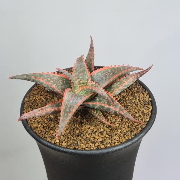 画像は一例です。植物ですので個体差があります。見計らいでのお届けとなります。苗の指定は出来ませんのでご了承下さい。植物名は弊園へ導入時のものです。状態は変化することがあります。生育に問題のない状態の変化（身割れ、葉の変色・落葉、花の老け・落...