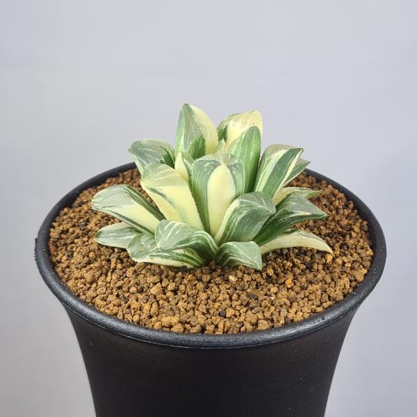 画像は一例です。植物ですので個体差があります。見計らいでのお届けとなります。苗の指定は出来ませんのでご了承下さい。植物名は弊園へ導入時のものです。状態は変化することがあります。生育に問題のない状態の変化（身割れ、葉の変色・落葉、花の老け・落...