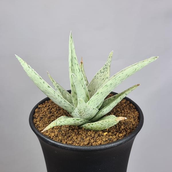 画像は一例です。植物ですので個体差があります。見計らいでのお届けとなります。苗の指定は出来ませんのでご了承下さい。植物名は弊園へ導入時のものです。状態は変化することがあります。生育に問題のない状態の変化（身割れ、葉の変色・落葉、花の老け・落...