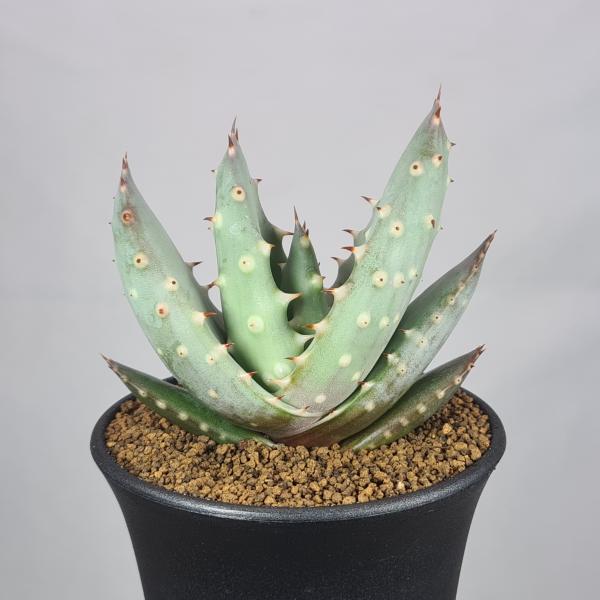 画像は一例です。植物ですので個体差があります。見計らいでのお届けとなります。苗の指定は出来ませんのでご了承下さい。植物名は弊園へ導入時のものです。状態は変化することがあります。生育に問題のない状態の変化（身割れ、葉の変色・落葉、花の老け・落...