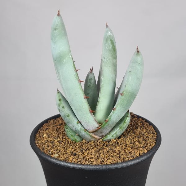 画像は一例です。植物ですので個体差があります。見計らいでのお届けとなります。苗の指定は出来ませんのでご了承下さい。植物名は弊園へ導入時のものです。状態は変化することがあります。生育に問題のない状態の変化（身割れ、葉の変色・落葉、花の老け・落...