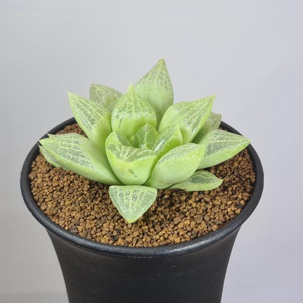 画像は一例です。植物ですので個体差があります。見計らいでのお届けとなります。苗の指定は出来ませんのでご了承下さい。植物名は弊園へ導入時のものです。状態は変化することがあります。生育に問題のない状態の変化（身割れ、葉の変色・落葉、花の老け・落...