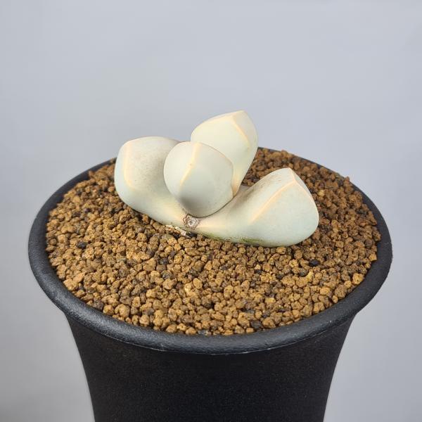 画像は一例です。植物ですので個体差があります。見計らいでのお届けとなります。苗の指定は出来ませんのでご了承下さい。植物名は弊園へ導入時のものです。状態は変化することがあります。生育に問題のない状態の変化（身割れ、葉の変色・落葉、花の老け・落...