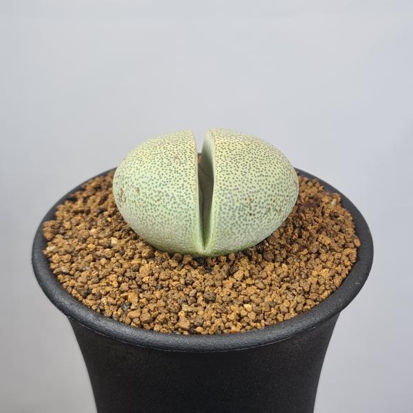 画像は一例です。植物ですので個体差があります。見計らいでのお届けとなります。苗の指定は出来ませんのでご了承下さい。植物名は弊園へ導入時のものです。状態は変化することがあります。生育に問題のない状態の変化（身割れ、葉の変色・落葉、花の老け・落...