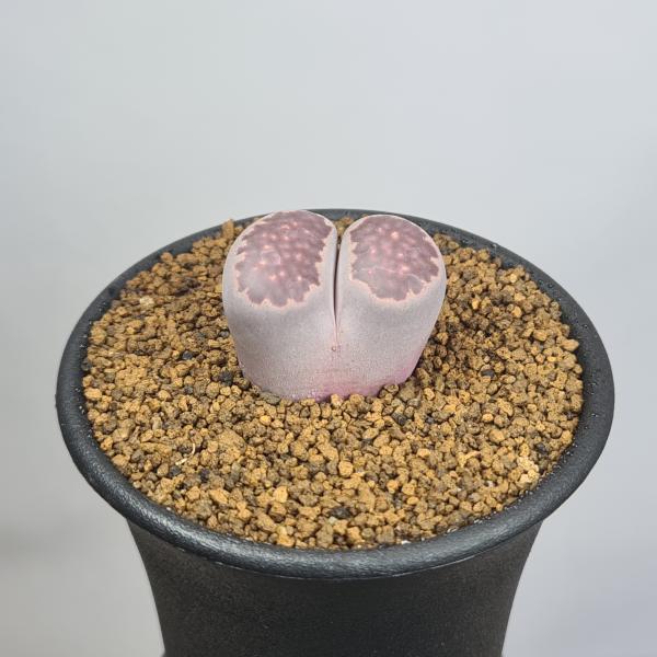 画像は一例です。植物ですので個体差があります。見計らいでのお届けとなります。苗の指定は出来ませんのでご了承下さい。植物名は弊園へ導入時のものです。状態は変化することがあります。生育に問題のない状態の変化（身割れ、葉の変色・落葉、花の老け・落...