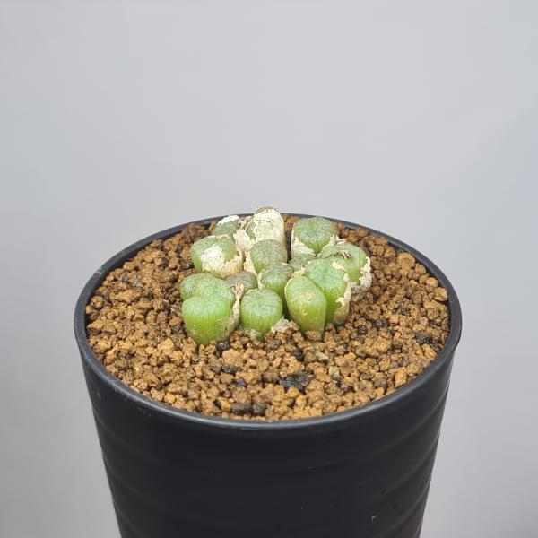 画像は一例です。植物ですので個体差があります。見計らいでのお届けとなります。苗の指定は出来ませんのでご了承下さい。植物名は弊園へ導入時のものです。状態は変化することがあります。生育に問題のない状態の変化（身割れ、葉の変色・落葉、花の老け・落...