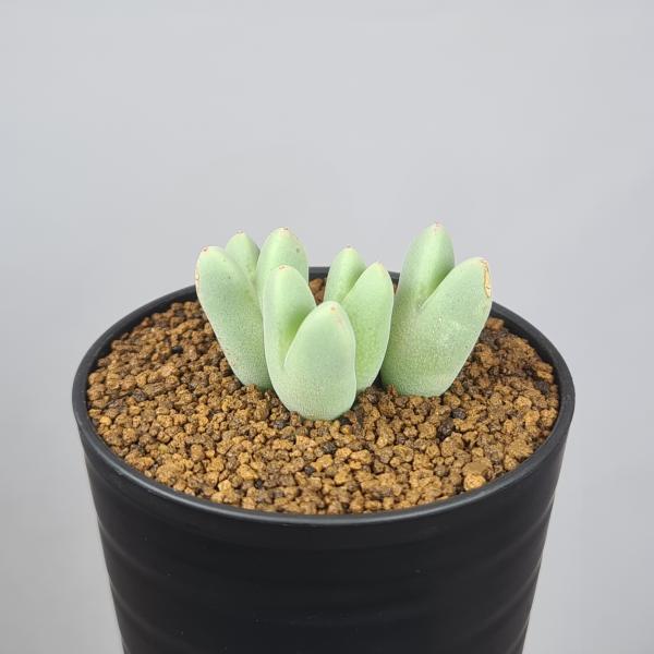 画像は一例です。植物ですので個体差があります。見計らいでのお届けとなります。苗の指定は出来ませんのでご了承下さい。植物名は弊園へ導入時のものです。状態は変化することがあります。生育に問題のない状態の変化（身割れ、葉の変色・落葉、花の老け・落...