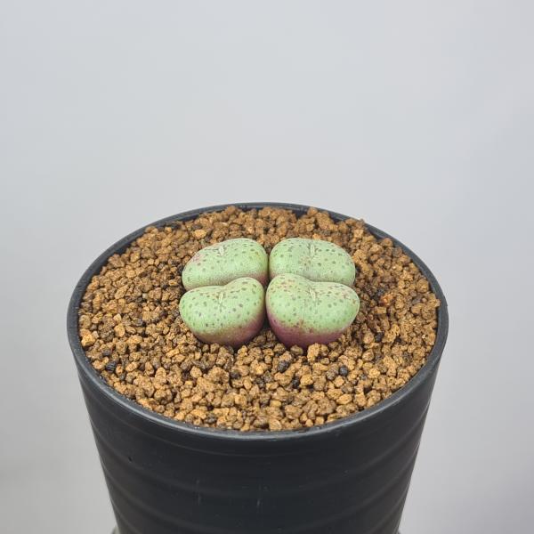 画像は一例です。植物ですので個体差があります。見計らいでのお届けとなります。苗の指定は出来ませんのでご了承下さい。植物名は弊園へ導入時のものです。状態は変化することがあります。生育に問題のない状態の変化（身割れ、葉の変色・落葉、花の老け・落...