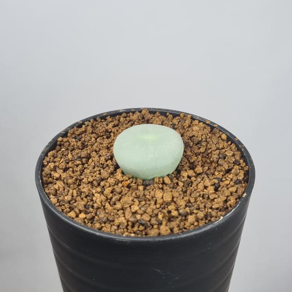 画像は一例です。植物ですので個体差があります。見計らいでのお届けとなります。苗の指定は出来ませんのでご了承下さい。植物名は弊園へ導入時のものです。状態は変化することがあります。生育に問題のない状態の変化（身割れ、葉の変色・落葉、花の老け・落...