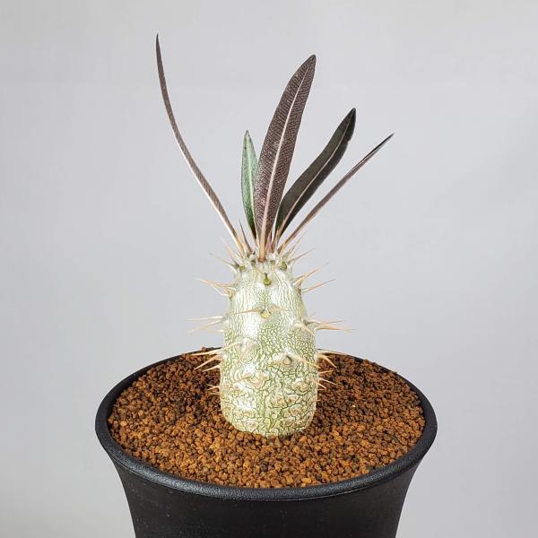 memukuspicygem pot 植物鉢 アガベ パキポディウム 現品販売】パキポディウム カクチペス 実生 BLACK PLASTIC POT