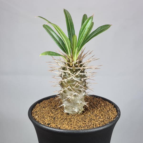 パキポディウム 多肉植物　spicygemの鉢付き パキポディウム 多肉植物 spicygemの鉢付き 鉢・プランター