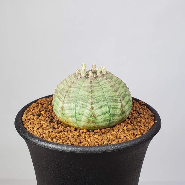 画像は一例です。植物ですので個体差があります。見計らいでのお届けとなります。苗の指定は出来ませんのでご了承下さい。植物名は弊園へ導入時のものです。状態は変化することがあります。生育に問題のない状態の変化（身割れ、葉の変色・落葉、花の老け・落...