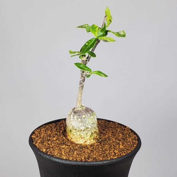 画像は一例です。植物ですので個体差があります。見計らいでのお届けとなります。苗の指定は出来ませんのでご了承下さい。植物名は弊園へ導入時のものです。状態は変化することがあります。生育に問題のない状態の変化（身割れ、葉の変色・落葉、花の老け・落...