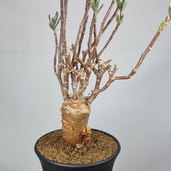 n*い様 オトンナ　ロバタ　現地球　大株 オトンナ・ロバタ 9cm鉢 : カクタス長田 Yahoo!ショッピング店 - 通販