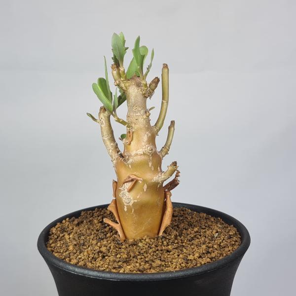 画像は一例です。植物ですので個体差があります。見計らいでのお届けとなります。苗の指定は出来ませんのでご了承下さい。植物名は弊園へ導入時のものです。状態は変化することがあります。生育に問題のない状態の変化（身割れ、葉の変色・落葉、花の老け・落...